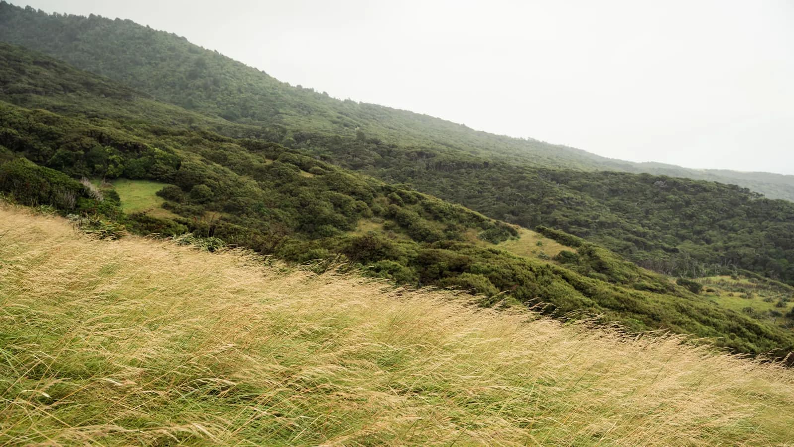 Windswept tussock grass on a misty New Zealand hillside