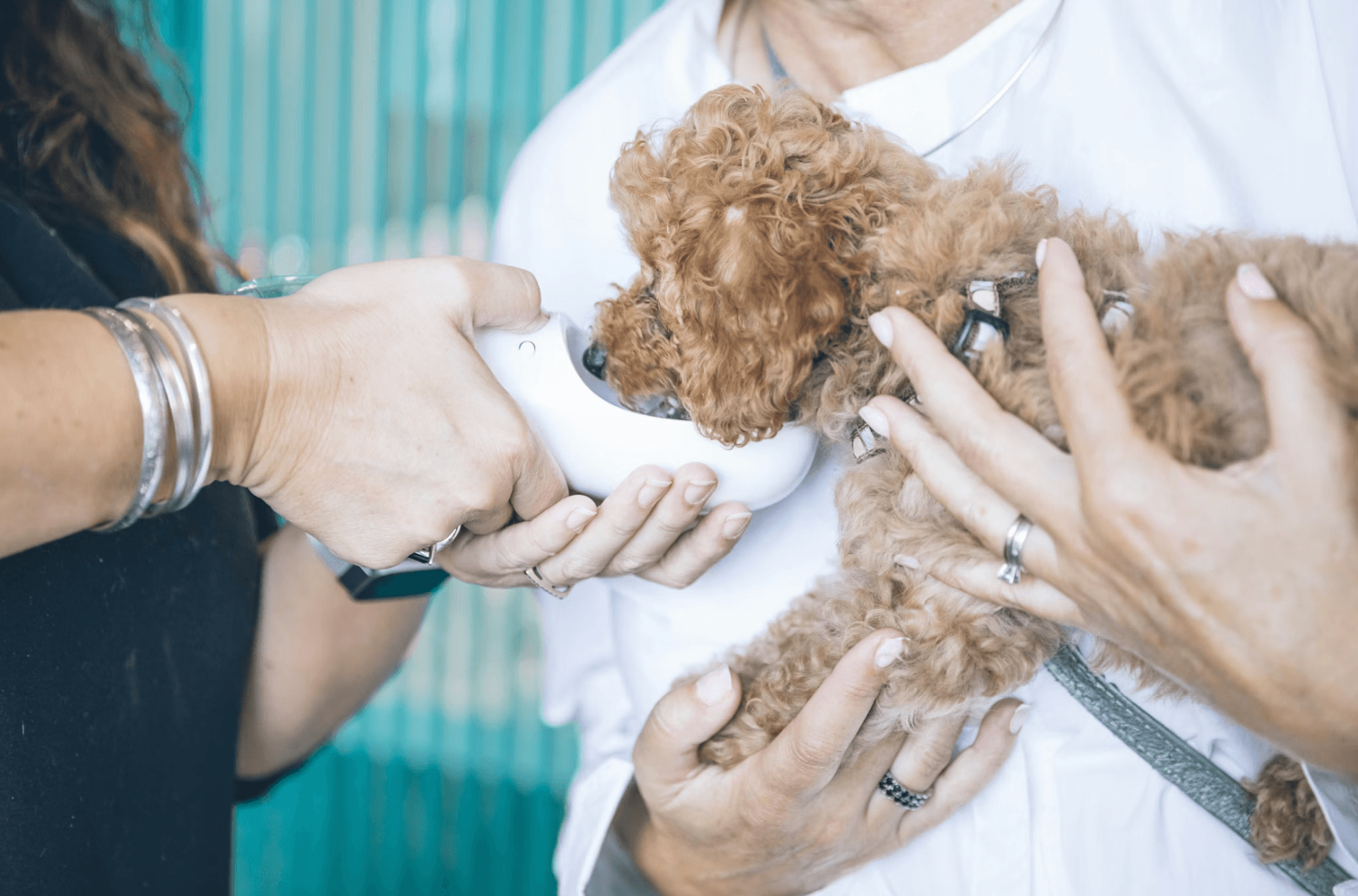 Buy Now Pay Later for Vet Supply Wholesalers